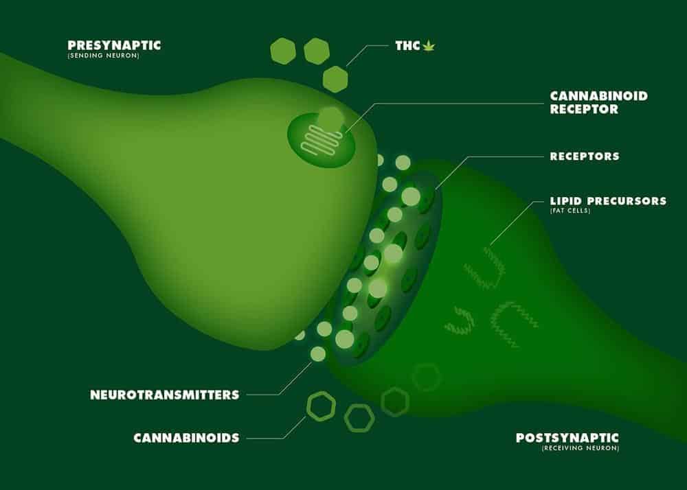 Madical Marijuana and Pain Relief